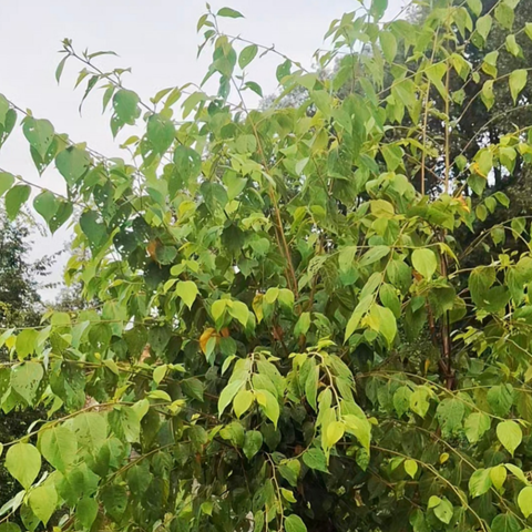 Bhimal Tree Story
